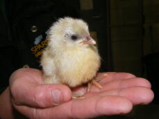 Andalusian Chick