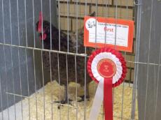 Andalusian hen first prize