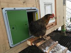 A chicken coming out of her coop through her automatic coop door