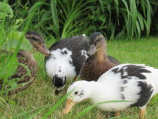 group of young call ducks exploring