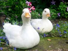 Our ducks