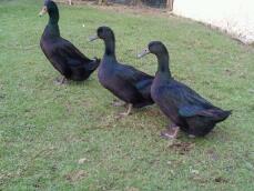 Our ducks
