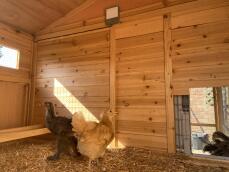 Fantastic light, back in the coop by themselves by the second night!