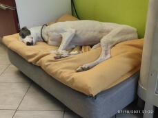A white large dog peacefully sleeping on his bed with yellow beanbag topper