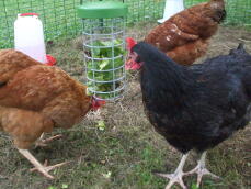 Three chickens eating some greens from their treat holder