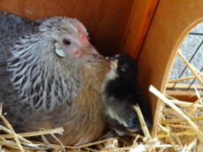 Dutch bantam with rosecomb chick