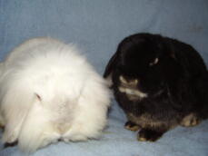 Pheonix and hermione, our dwarf and lionhead lops