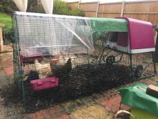 A pink coop with a two meter run
