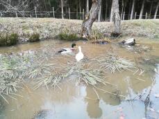 Runner ducks in the pond