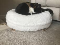 A cat sleeping in his white bed