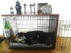 Dog sleeping in Omlet Fido Studio