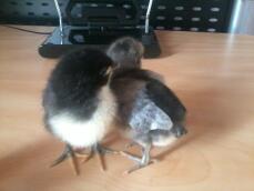 Two chicks on desk