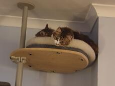 Two cats on their cat tree