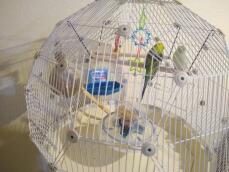 Budgies in Geo bird cage with white cage and cream base