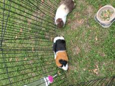 Two brown white and black guinea pigs in a animal run with a bowl of food