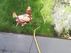 Chicken with Omlet chicken hivis jacket on in garden