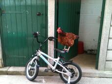 A chicken standing on a bike