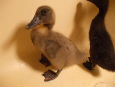 Three Week Old Baby Blue Runner Duck
