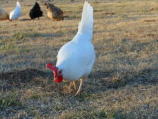 White Leghorn hen