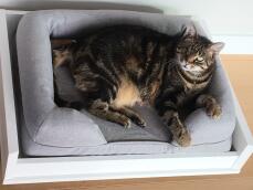 A cat relaxing on it's cat bed.