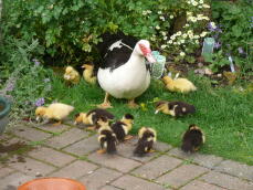 Muscovy hen with ducklings