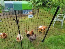 Some chickens within their fencing with their green chicken coop in the background