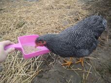 Chicken investigating what's in the pink scoop