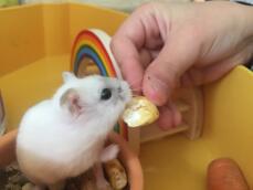 A small white dwarf hamster eating a treat from their owner inside their cage