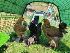3 chickens wandering in the run of their green coop