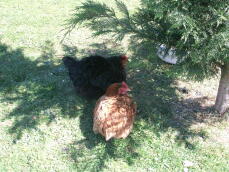 Chickens in garden