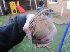holding a quail