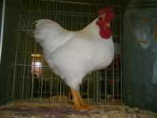 Chicken posing in cage