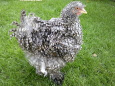 Cuckoo Frizzle Cochin Pullet