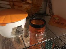 A hamster climbing out of a small house inside the Qute hamster cage