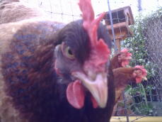 Close up of chicken face