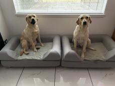 Two dogs sitting side by side, each on a large grey bed with bolster topper