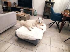 A large white dog resting on the sheepskin topper of his grey bed