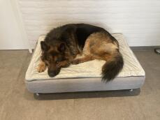 A dog resting on a Topology dog bed.