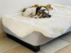 Dog sleeping on Omlet Topology dog bed with sheepskin topper and black rail feet