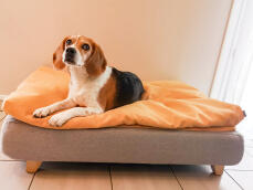 Dog sitting on Omlet Topology dog bed with bean bag topper and square wooden feet
