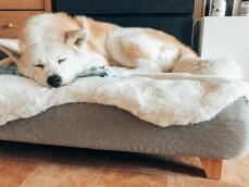 Dog sleeping on Topology dog bed with sheepskin topper