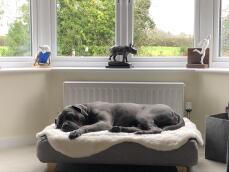 A dog sleeping on his grey bed with a sheepskin blanket