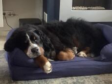 A large black and fluffy dog sleeping on his blue bed