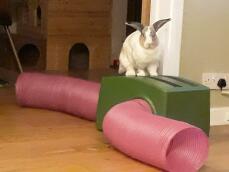 A rabbit standing on his green shelter and pink tunnels