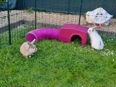 Our two rabbits Discovering the Zippi shelter with play tunnel 