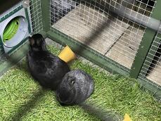 Rabbits using the green tunnel connecting their enclosure