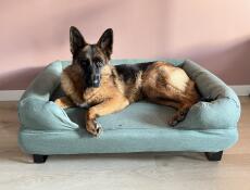 A dog laying on his blue bolster bed