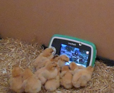 Our chicks watching shaun the sheep!