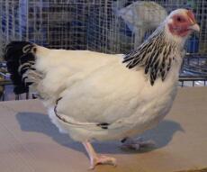 A Light Sussex Bantam Pullet from South Africa