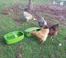 Chickens eating out of feeder